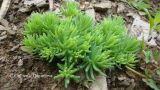 Sedum pallidum