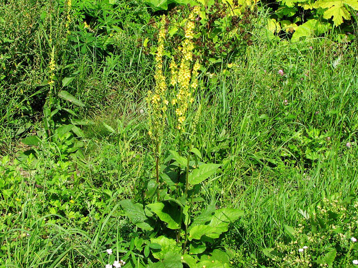 Image of Verbascum nigrum specimen.