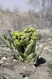 Ferula foetida. Оформившийся побег. Узбекистан, Самаркандская область, территория Бухарского спецпитомника (Экоцентр \"Джейран\"). 03.04.2011.