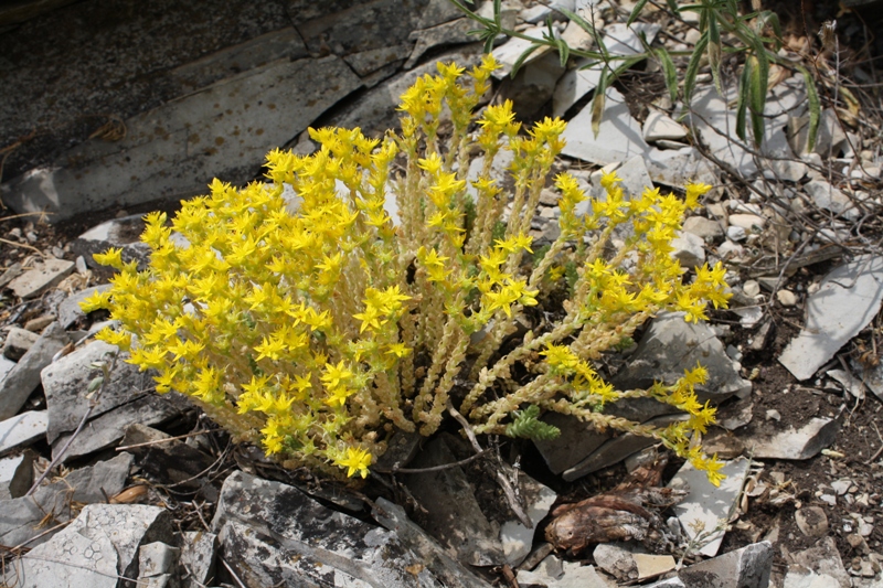 Image of Sedum acre specimen.