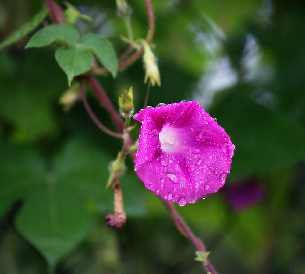 Изображение особи Ipomoea purpurea.