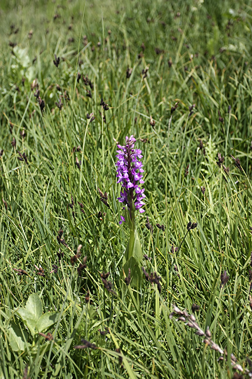 Изображение особи Dactylorhiza umbrosa.