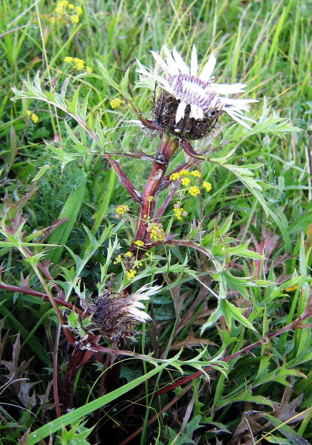 Image of Carlina cirsioides specimen.