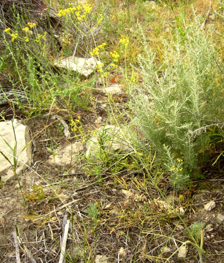 Image of Galagania platypoda specimen.