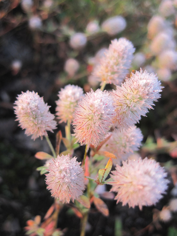 Image of Trifolium arvense specimen.