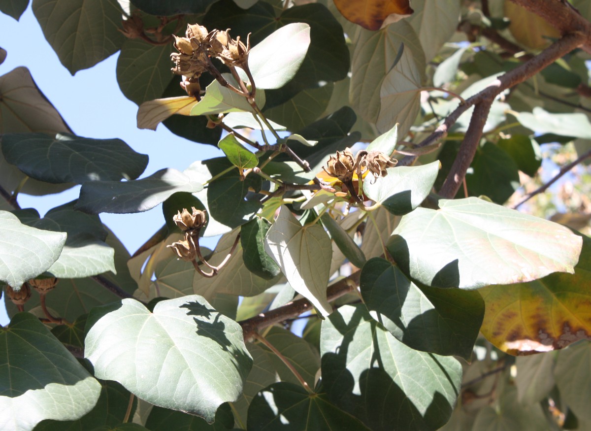 Image of Hibiscus tiliaceus specimen.