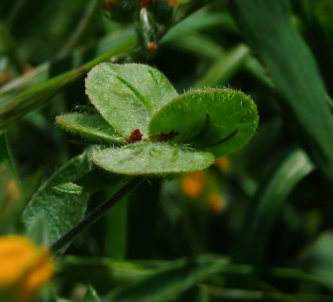 Изображение особи Hymenocarpos circinnatus.