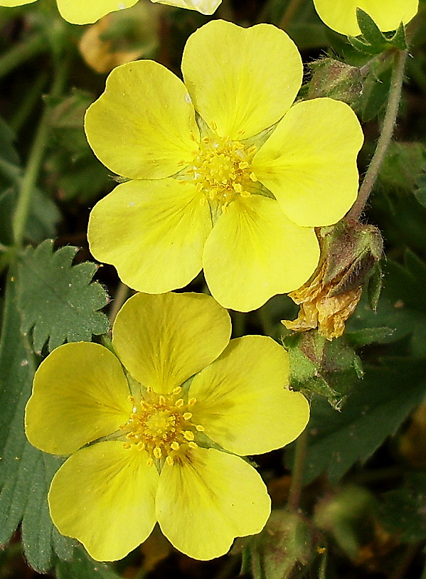 Изображение особи Potentilla incana.