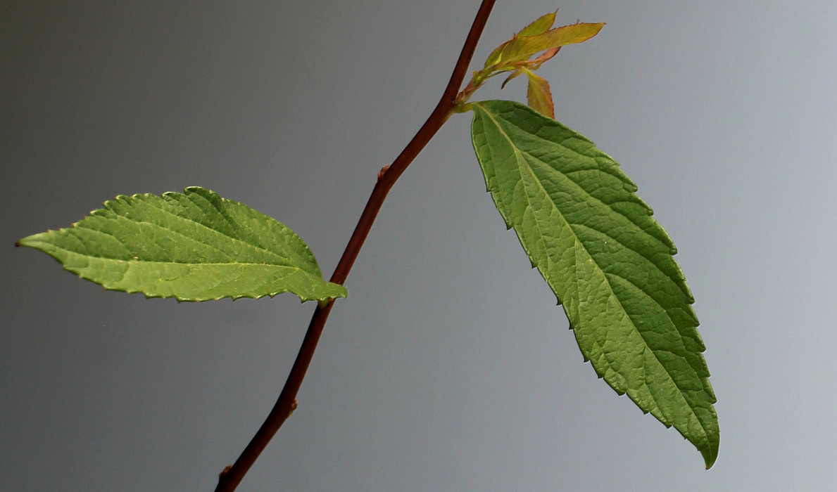 Image of Spiraea japonica specimen.