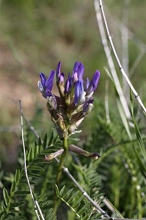 Изображение особи Astragalus skorniakowii.