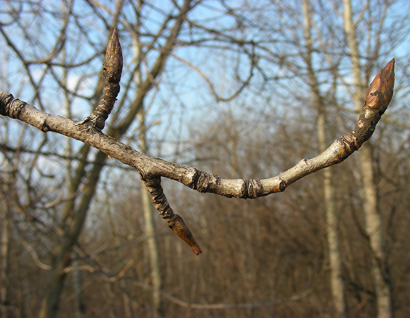 Изображение особи Populus tremula.