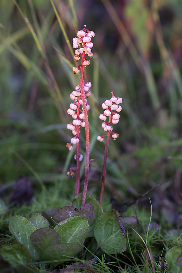 Изображение особи Pyrola minor.