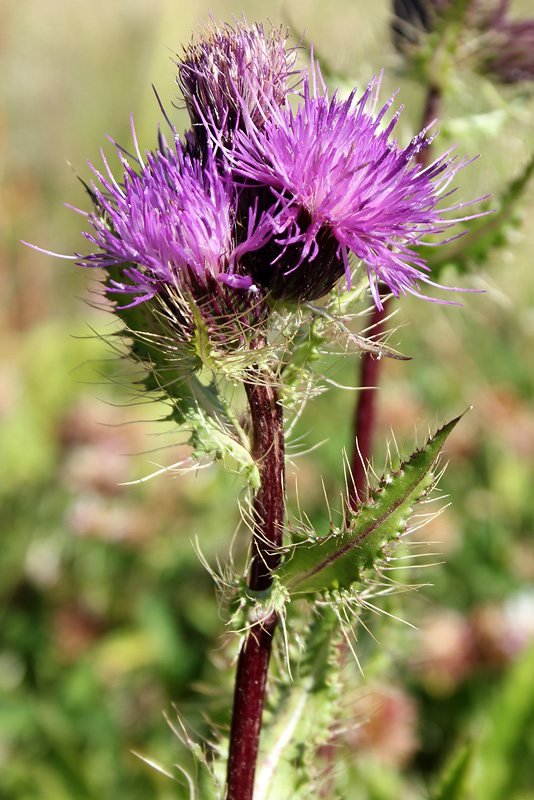 Image of Cirsium simplex specimen.