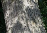 Pinus wallichiana. Средняя часть ствола взрослого дерева. Германия, г. Krefeld, ботанический сад. 16.09.2012.