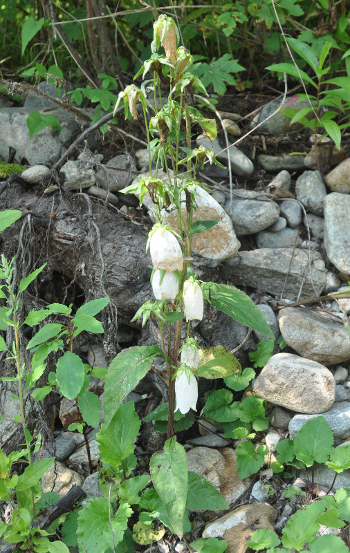 Image of Campanula punctata specimen.