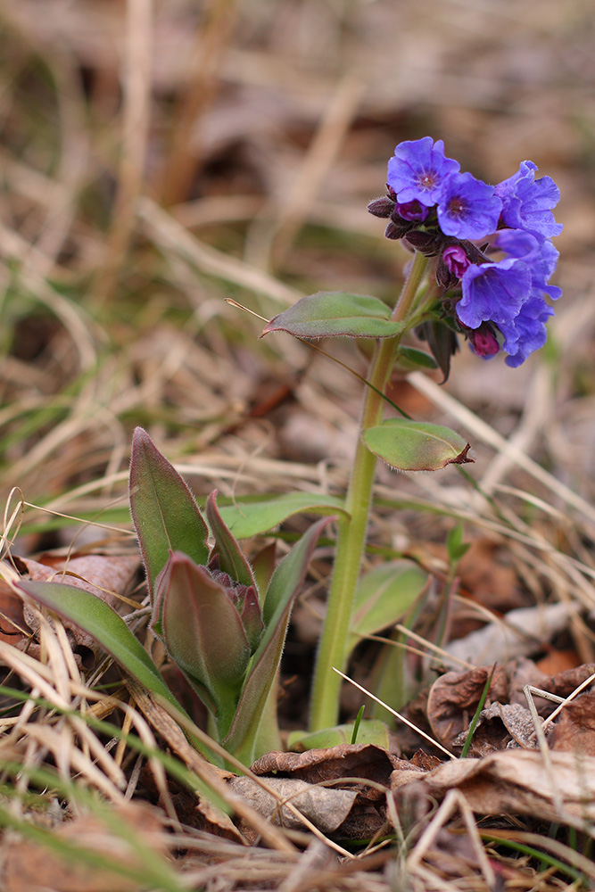 Изображение особи Pulmonaria mollis.