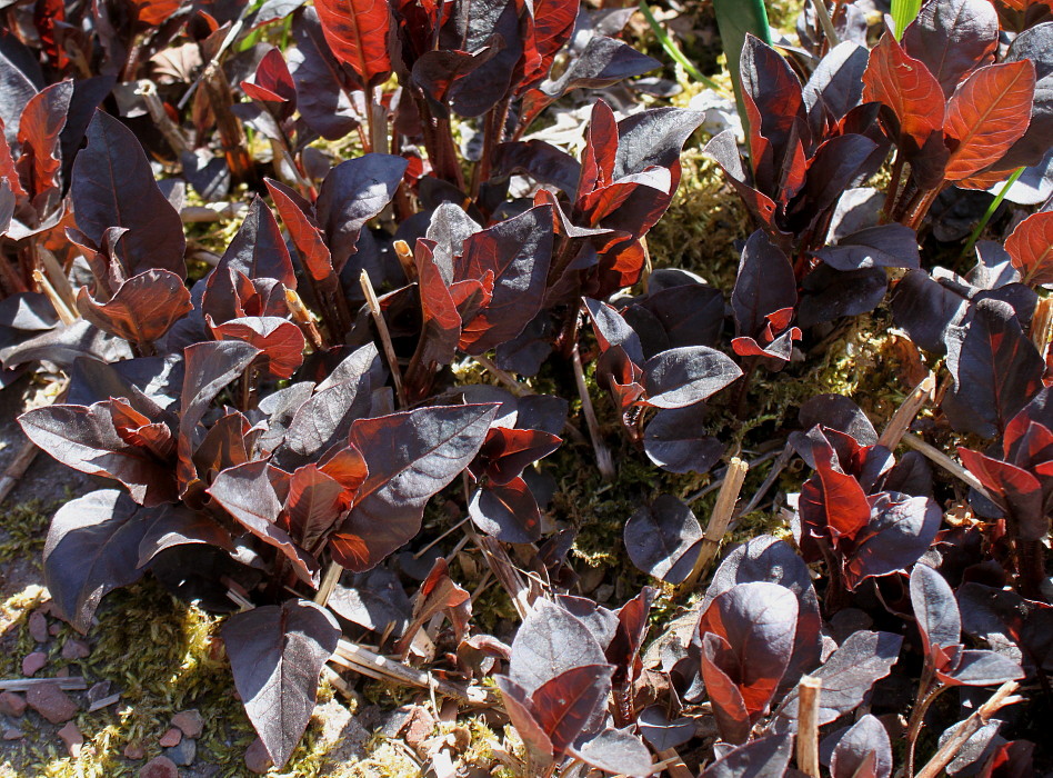 Image of Lysimachia ciliata specimen.