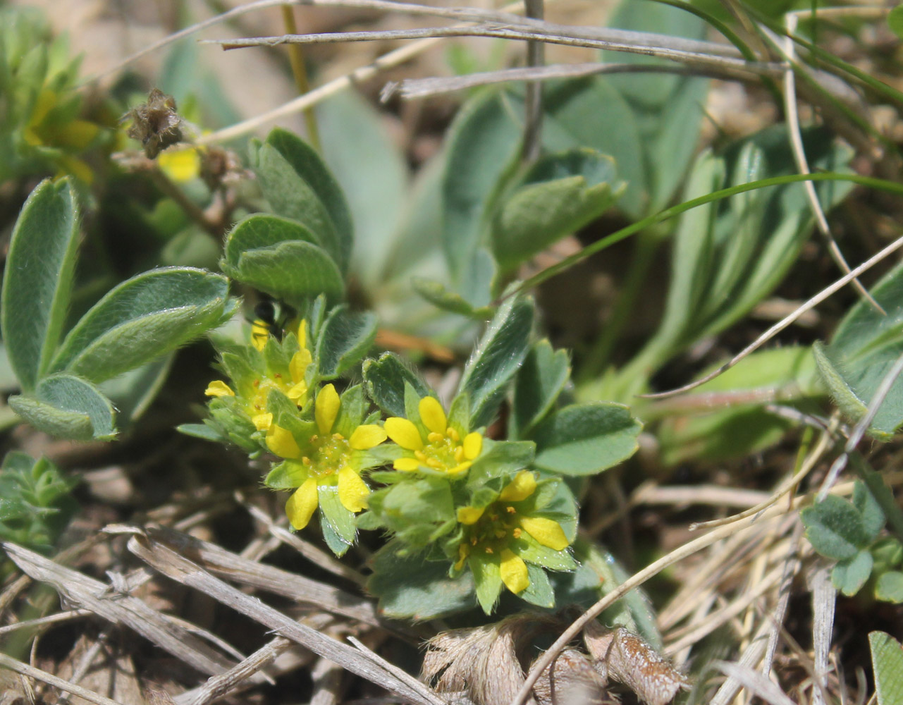 Image of Sibbaldia parviflora specimen.