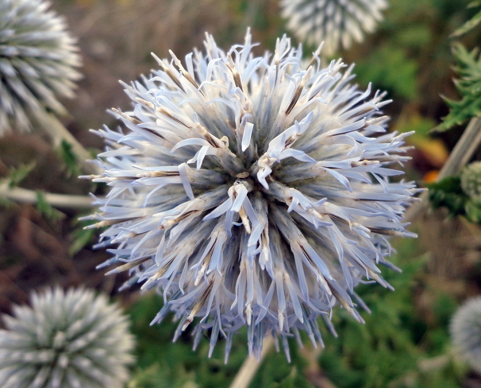 Image of Echinops sphaerocephalus specimen.