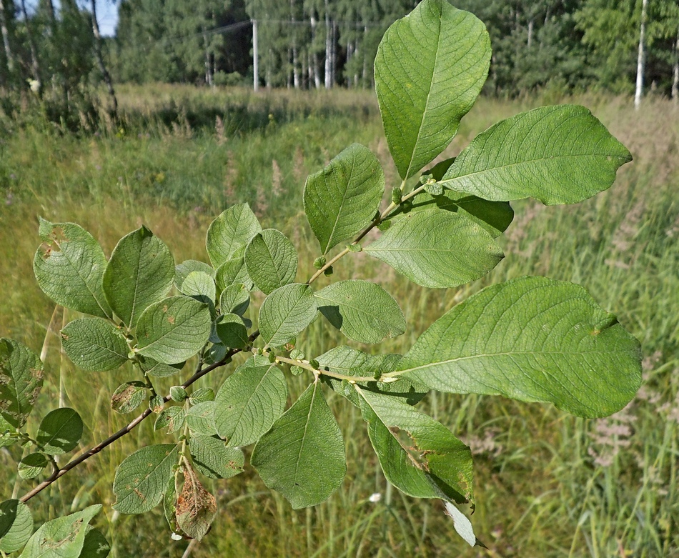 Image of Salix aurita specimen.