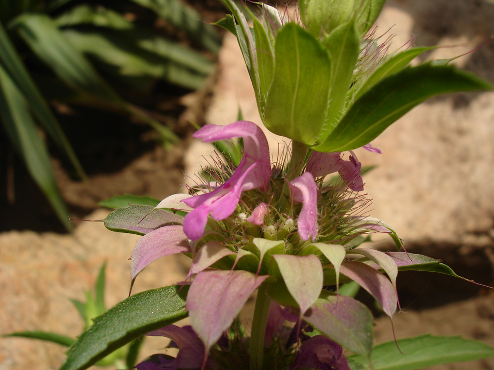 Image of Monarda citriodora specimen.