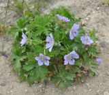 Geranium erianthum. Цветущее растение. Камчатский край, вулкан Мутновский, Дачные термальные источники, каменистый склон. 27.07.2013.