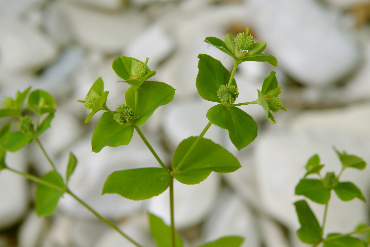 Изображение особи Euphorbia stricta.