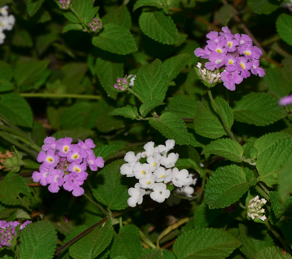 Изображение особи Lantana montevidensis.