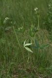 Trifolium montanum. Цветущее растение. Ленинградская обл., Лужский р-н, окр. дер. Кемка, пойма р. Луга, высокая грива. 13.06.2009.