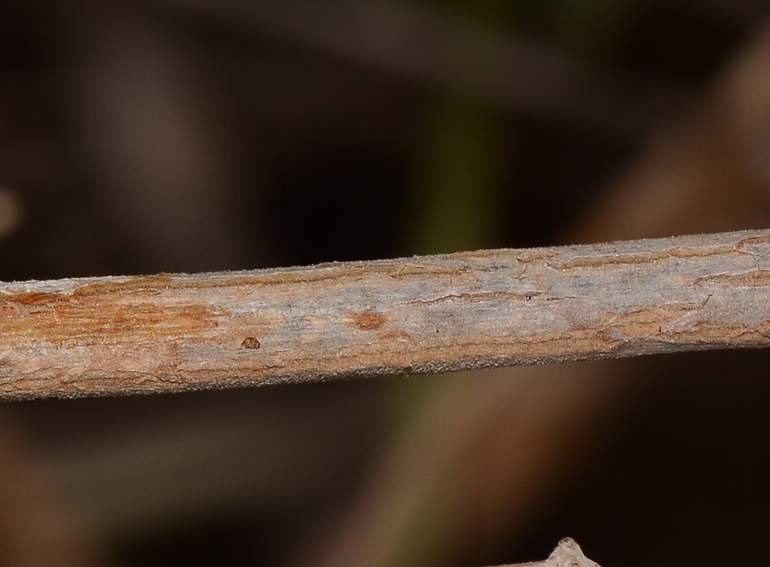 Image of Commicarpus sinuatus specimen.