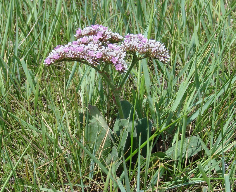 Image of Goniolimon speciosum specimen.