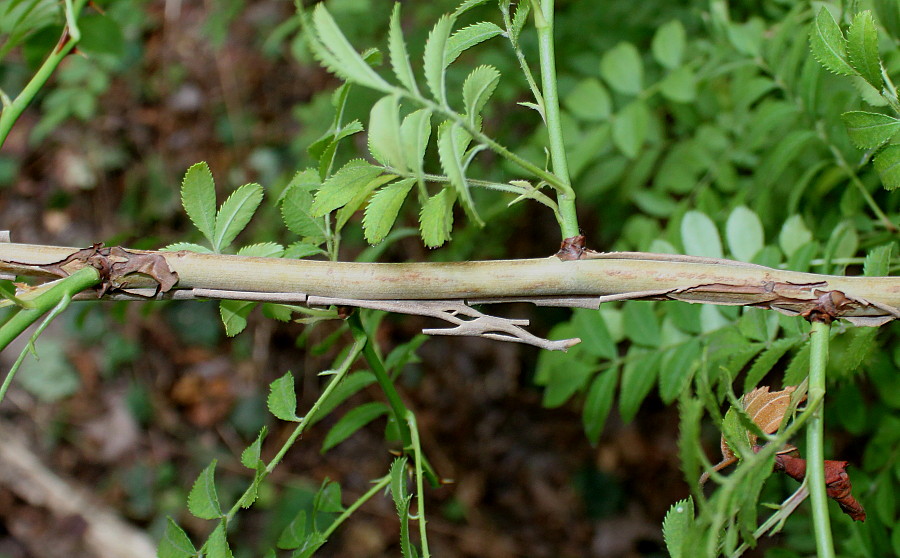 Image of Rosa roxburghii specimen.