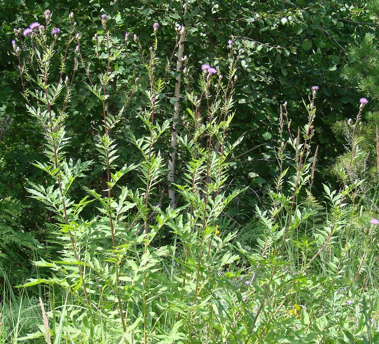 Image of Serratula coronata specimen.