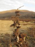 Xanthium orientale