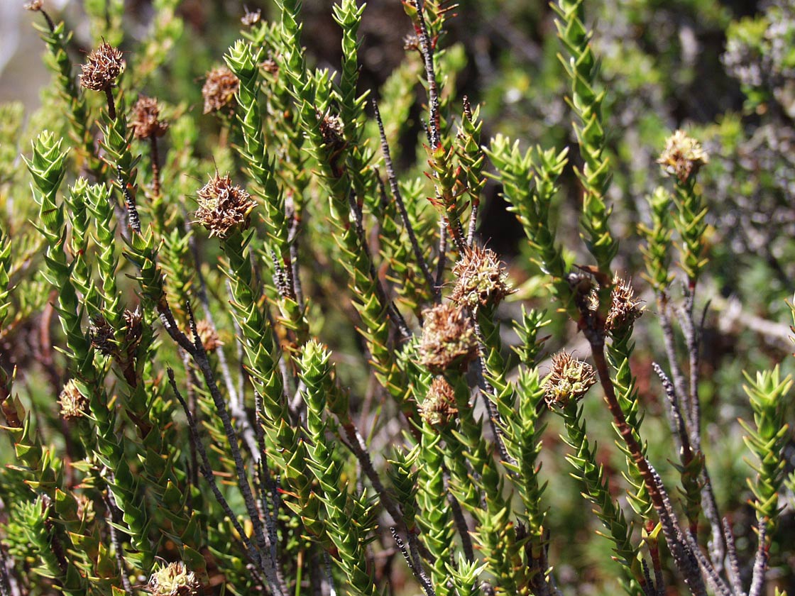 Image of Dracophyllum sprengelioides specimen.