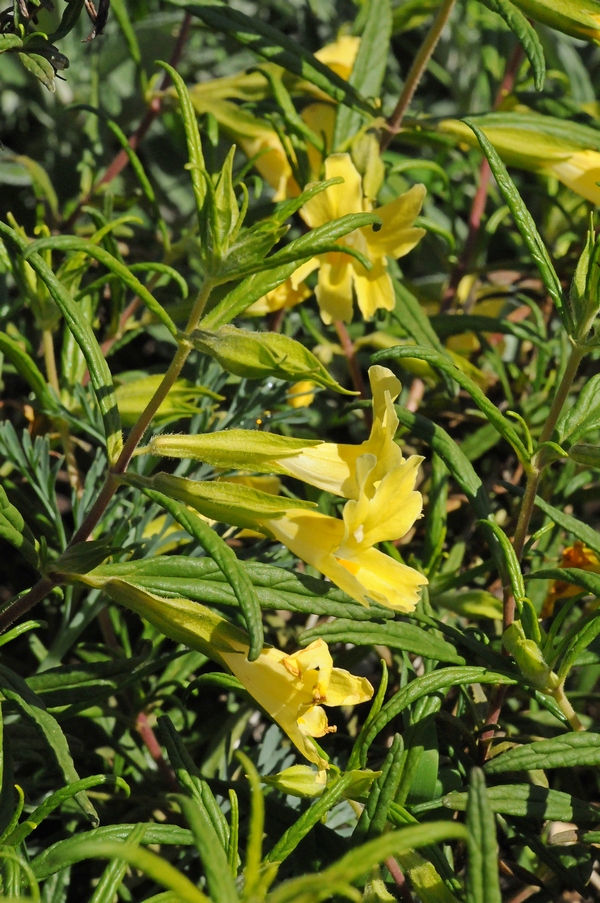 Image of Mimulus aurantiacus specimen.