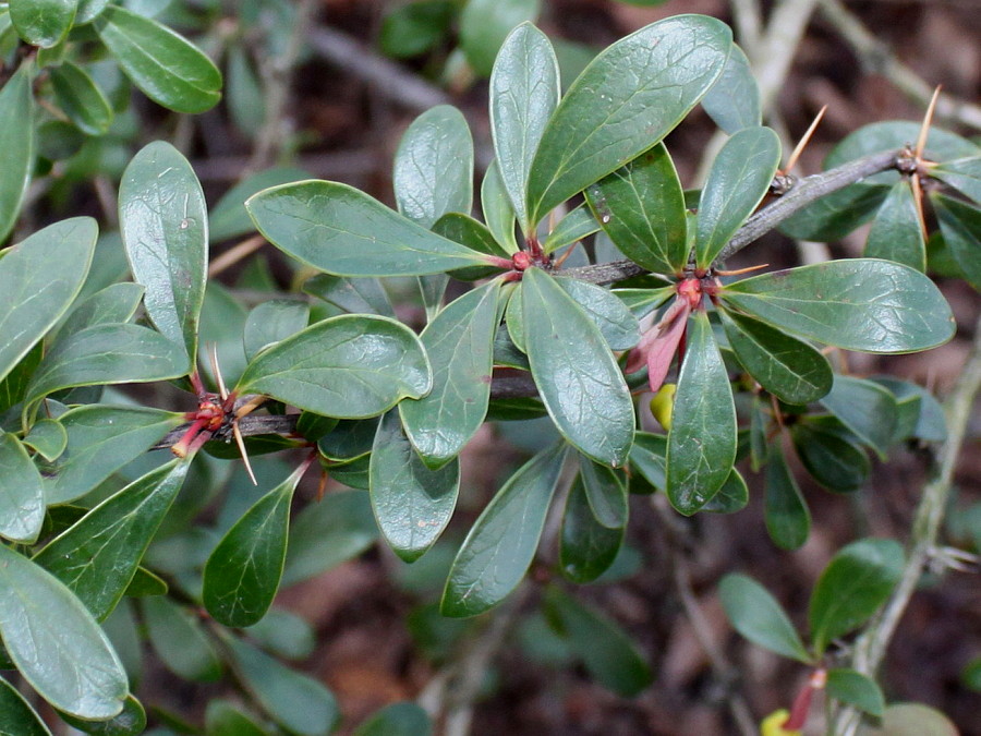 Изображение особи Berberis hakeoides.