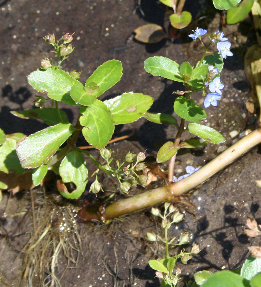 Image of Veronica beccabunga specimen.