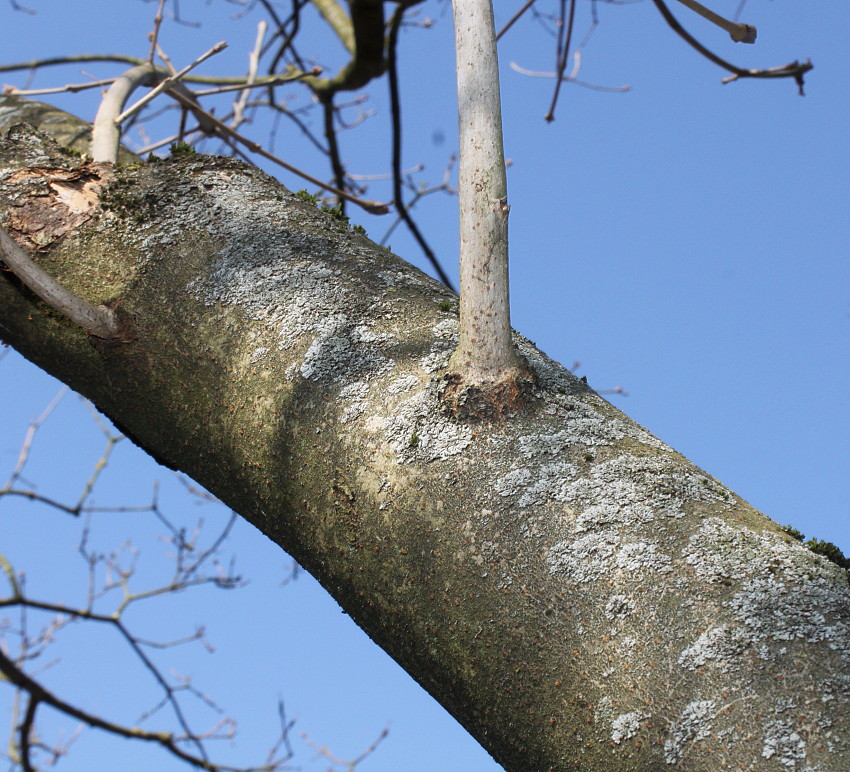 Image of Fraxinus chinensis specimen.