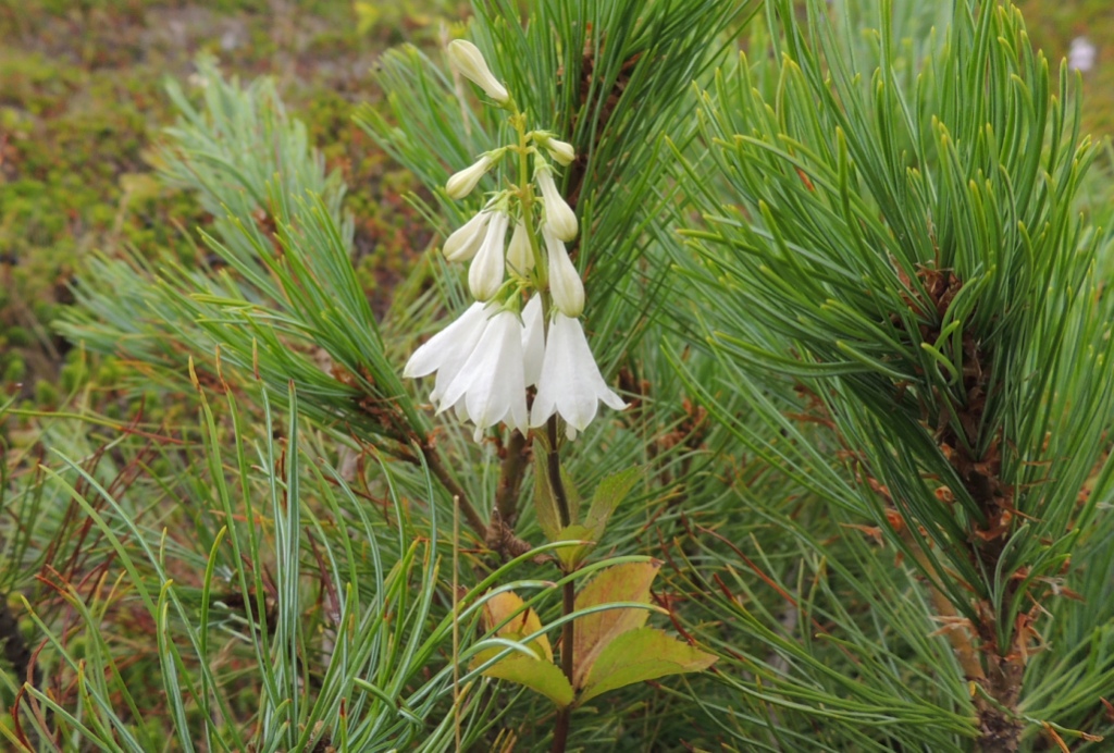 Image of Adenophora triphylla specimen.