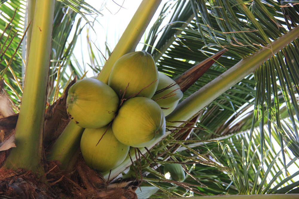 Изображение особи Cocos nucifera.