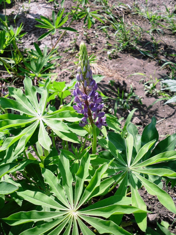 Image of Lupinus &times; regalis specimen.