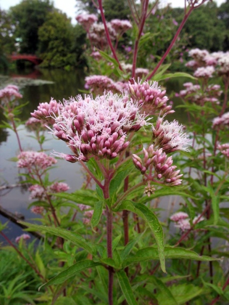 Изображение особи Eupatorium cannabinum.