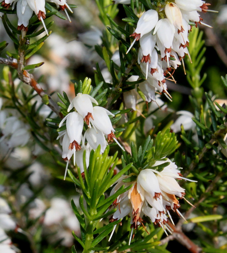 Image of Erica carnea specimen.