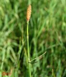 Equisetum ramosissimum