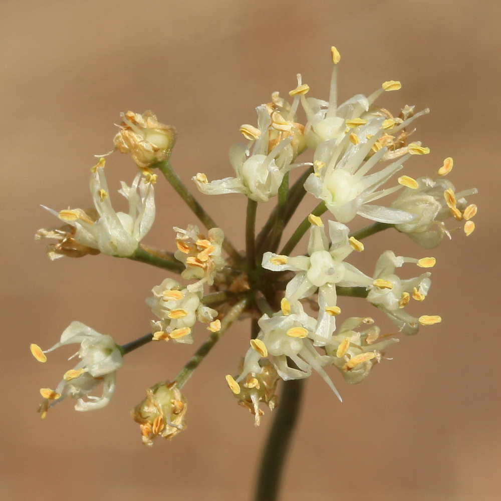 Image of Allium flavescens specimen.