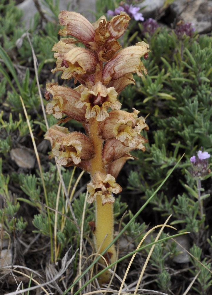 Image of Orobanche alba specimen.