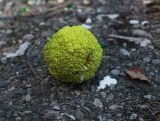 View full-size image Maclura pomifera
