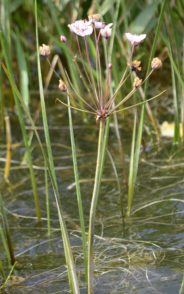 Image of Butomus umbellatus specimen.