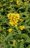 Lysimachia vulgaris. Верхушка цветущего растения. Германия, г. Дюссельдорф, Ботанический сад университета. 03.07.2014.